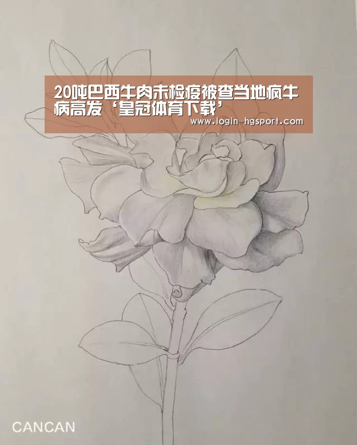20吨巴西牛肉未检疫被查当地疯牛病高发‘皇冠体育下载’(图2) 皇冠入口