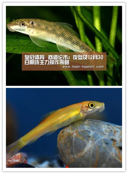 皇冠体育-商道论市:夜盘及12月30日期货主力操作策略(图1) 皇冠体育下载